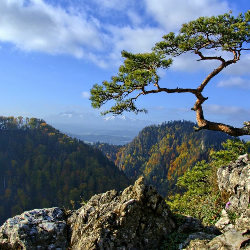 Mountain range with trees on top