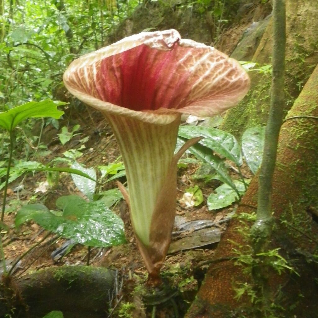 Tropical plant- looks like upside bell