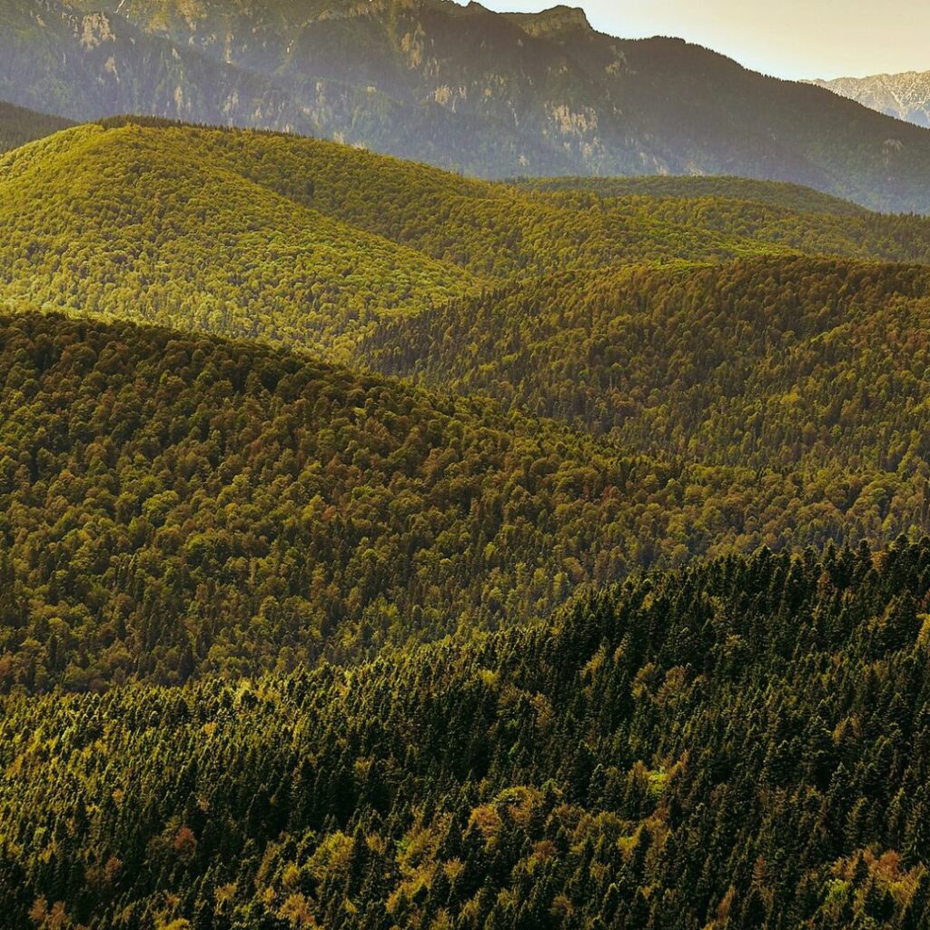 Mountainous landscape covered with dense forestry