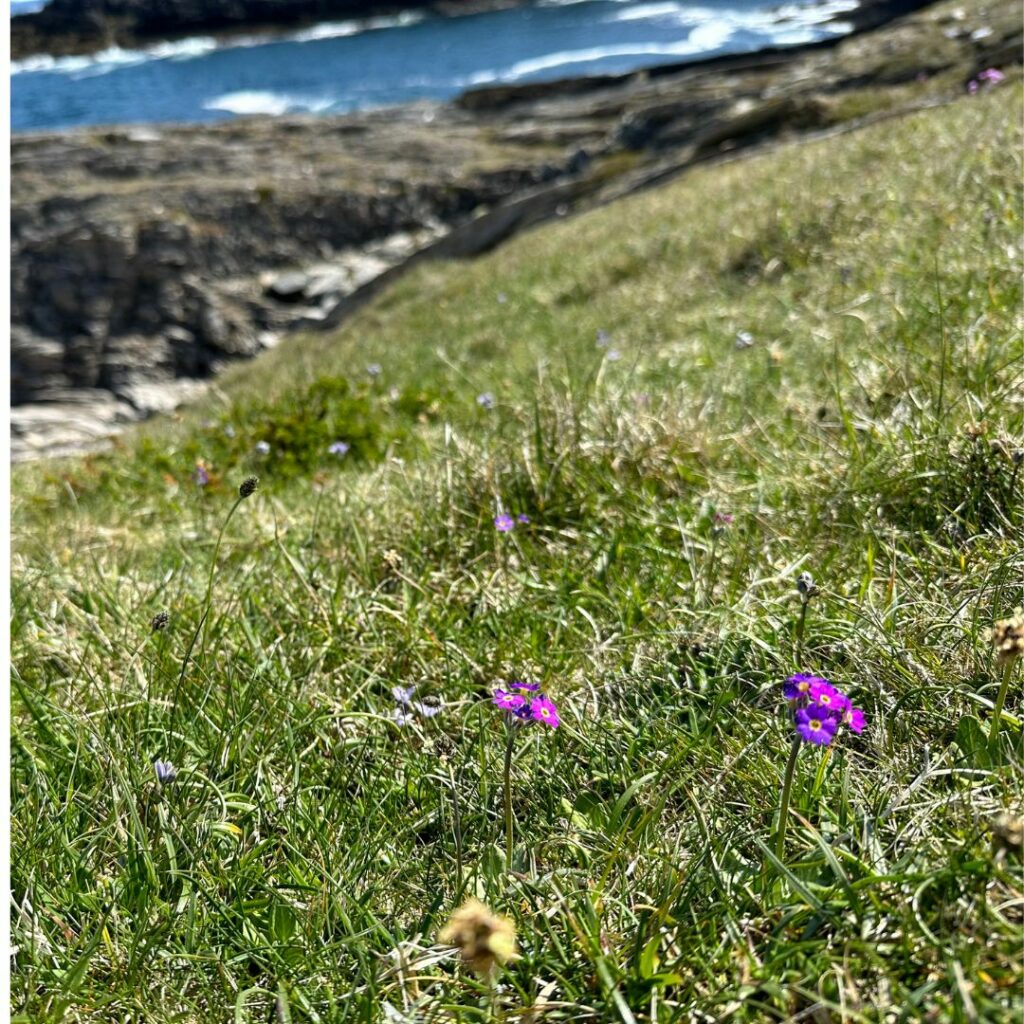 Purple petaled flower in coastal landscape