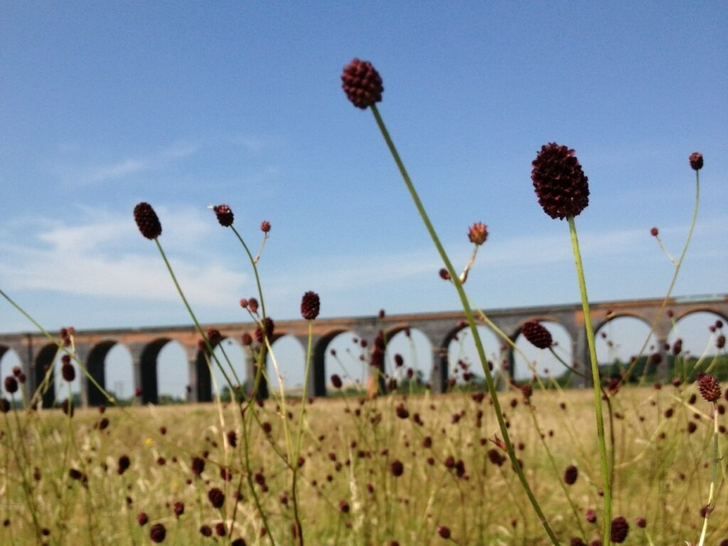 Great Burnet growing at Seaton Meadows