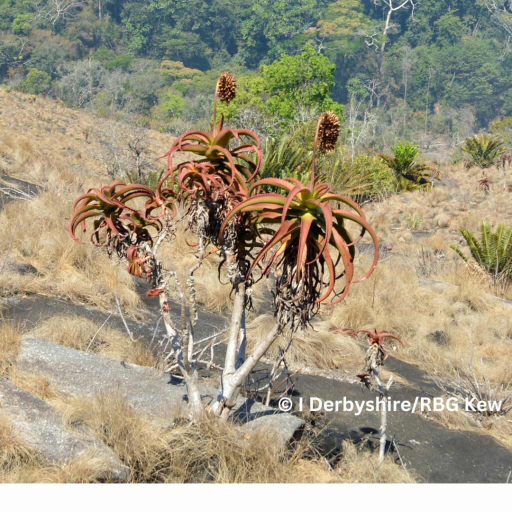 Spikey plant with smaller green plant in background