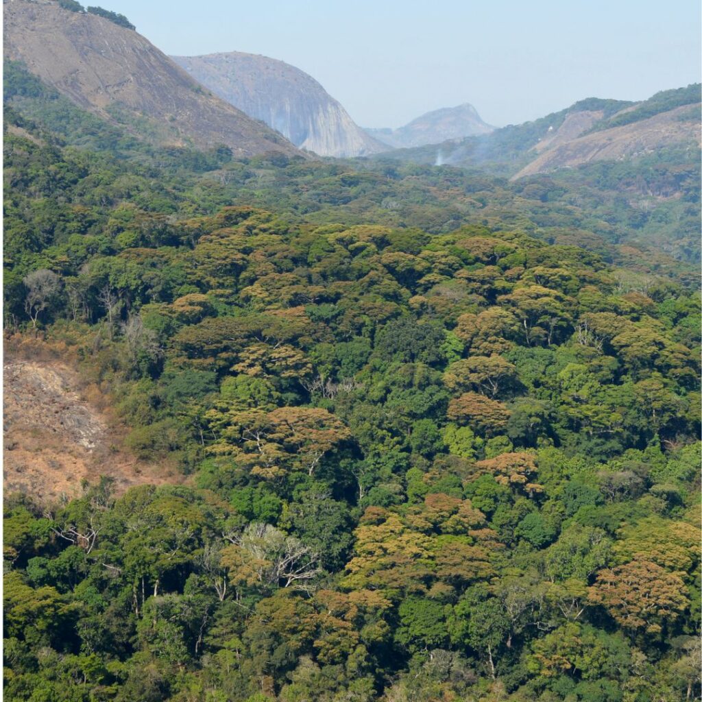 Mountainous region with forestry
