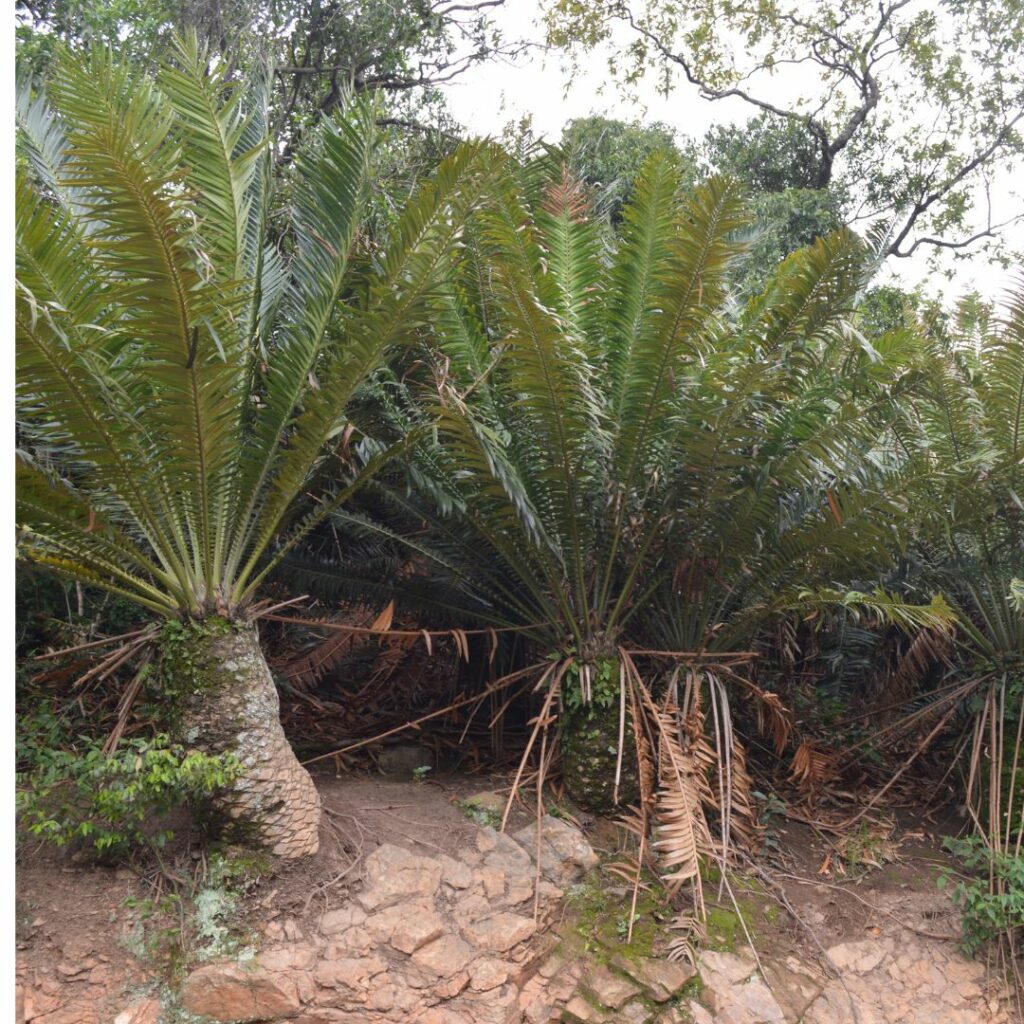 Plant with spikey fronds