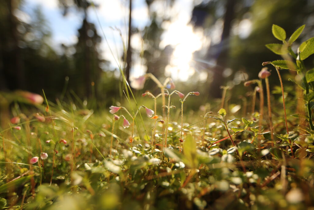 Twinflower on the woodland floor with sunshine behind