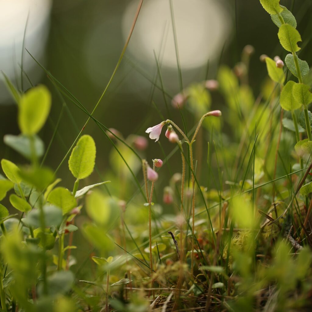 A small twinflower plant growing on a lush green woodland floor