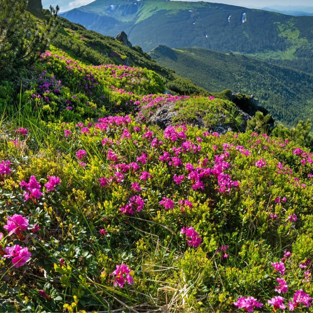 Mountains in background with pink wildflower meadow in the foreground