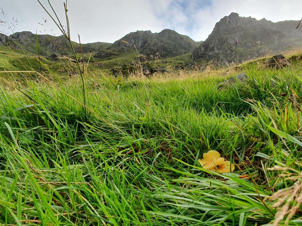 A waxcap mushroom growing in the grass, with mountains in the background
