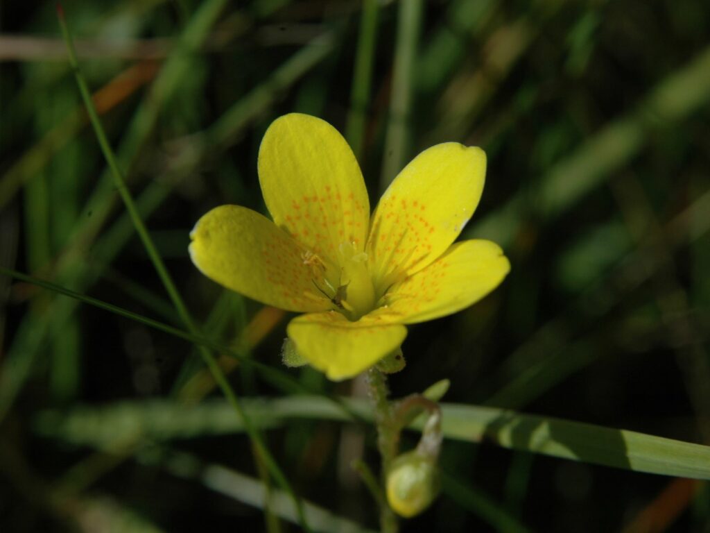 Marsh Saxifrage flower