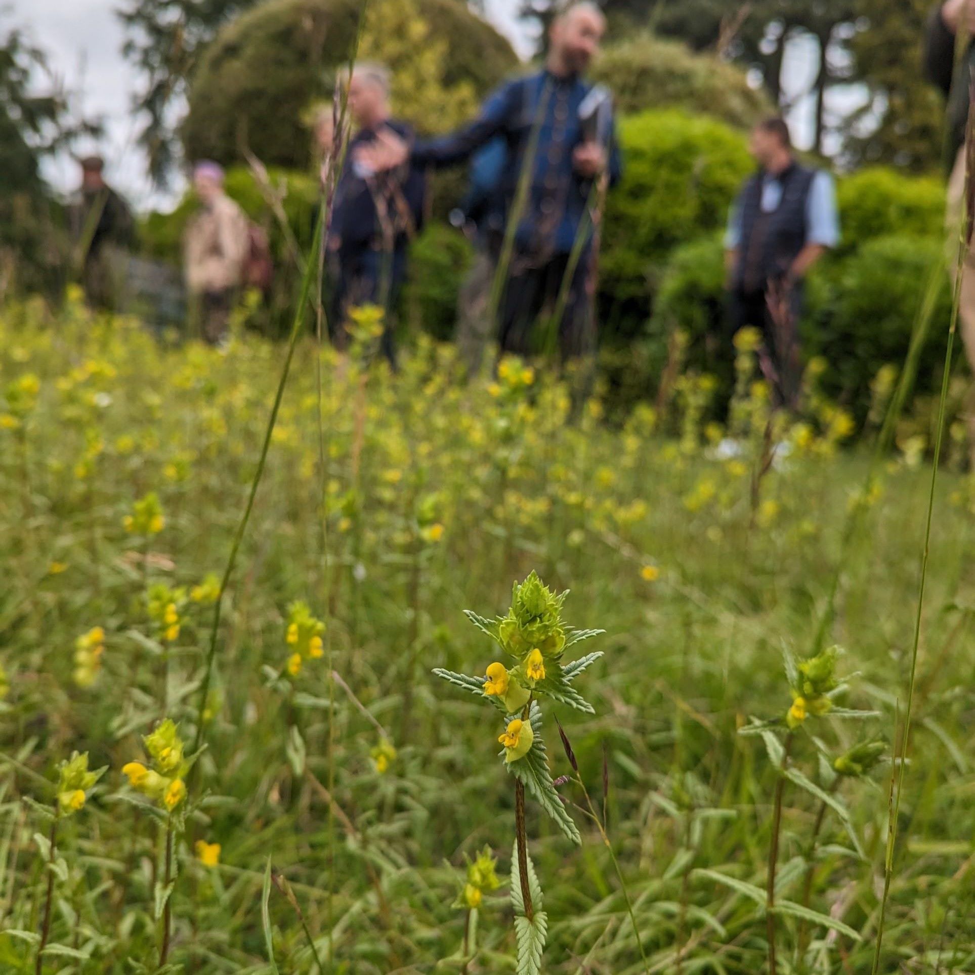 The King's Meadow Project Plantlife