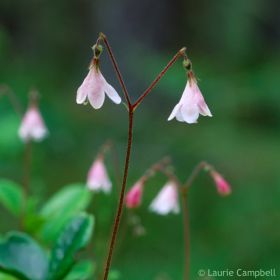 Small bell white (with touch of pick) bell like flower