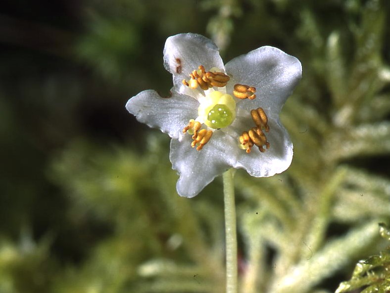 Star shaped white flower with 5 petals.