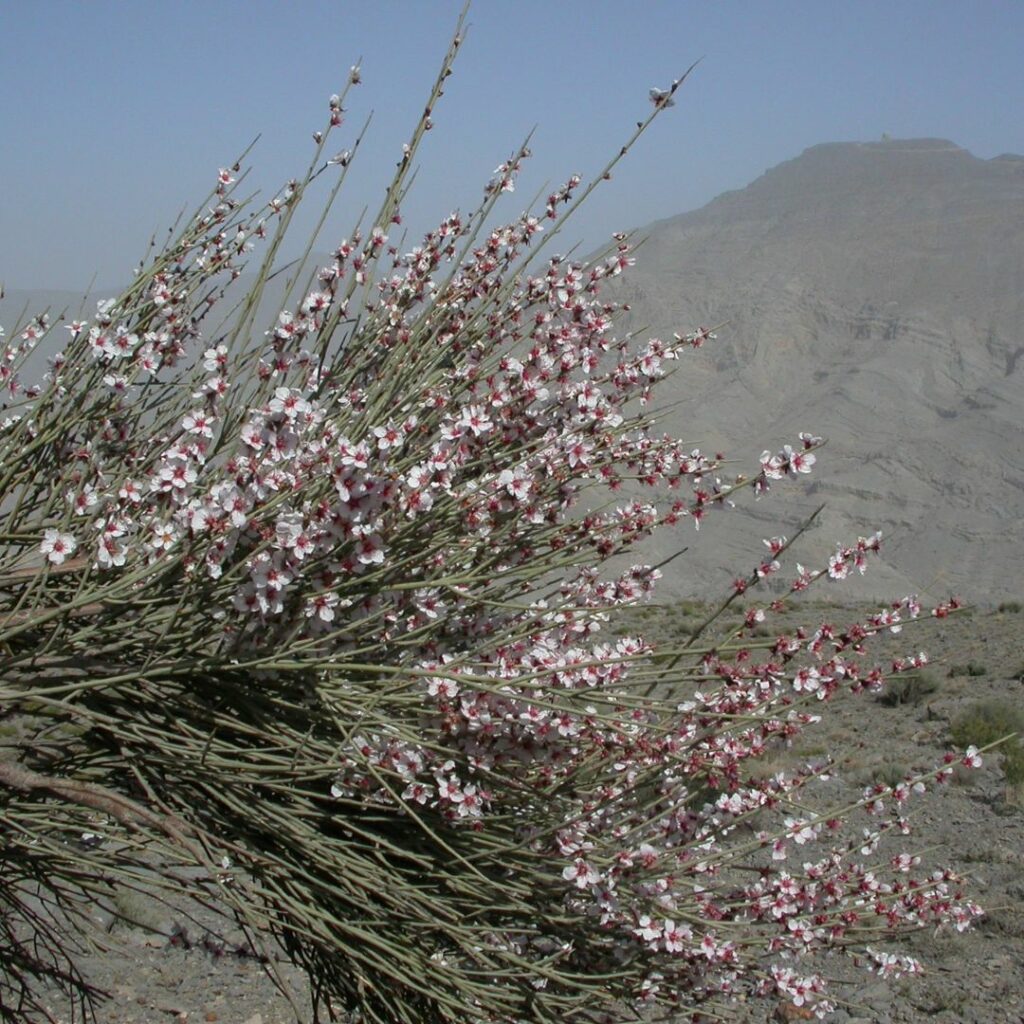 Pick petalled flower in arid mountainous landscape