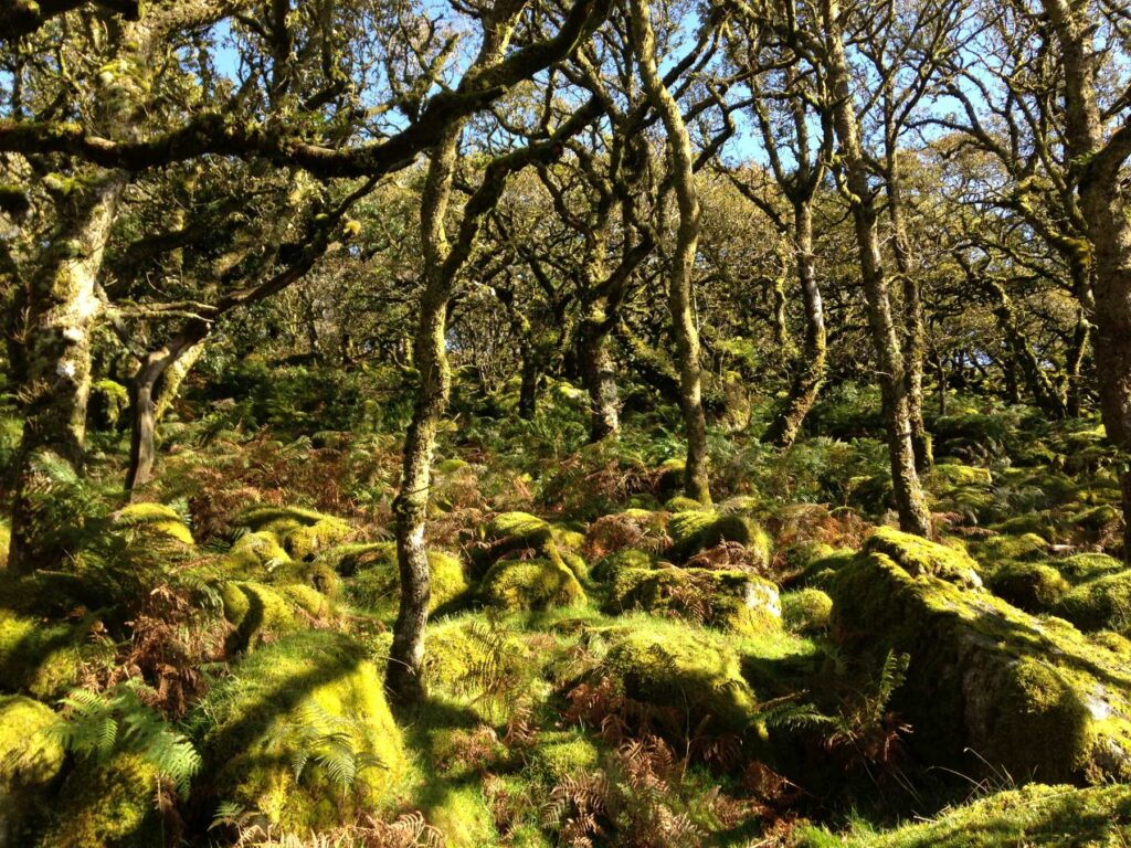 Ancient woodlands