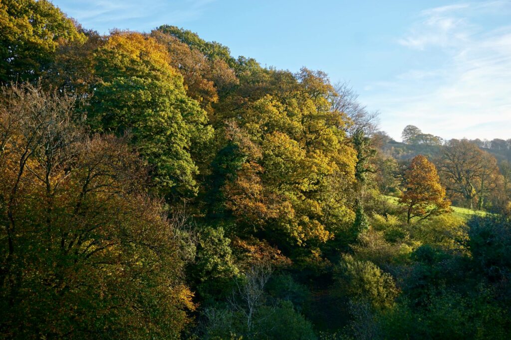 Trees growing in a valley