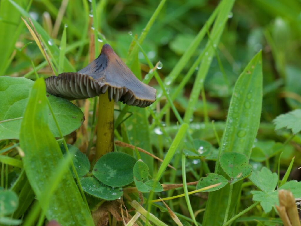 A dark pointed waxcap mushroom growing in grass