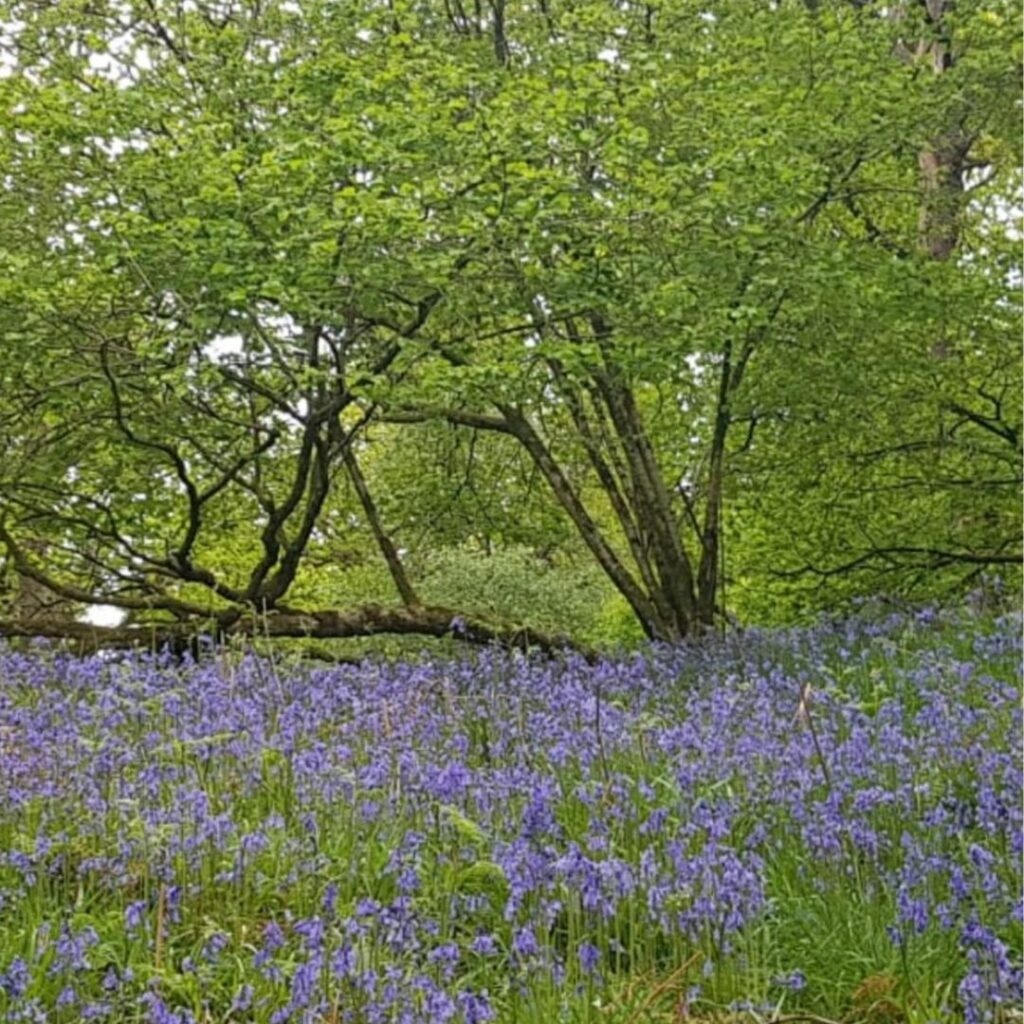 Woodland landscape with carpet of bluey purple flowers