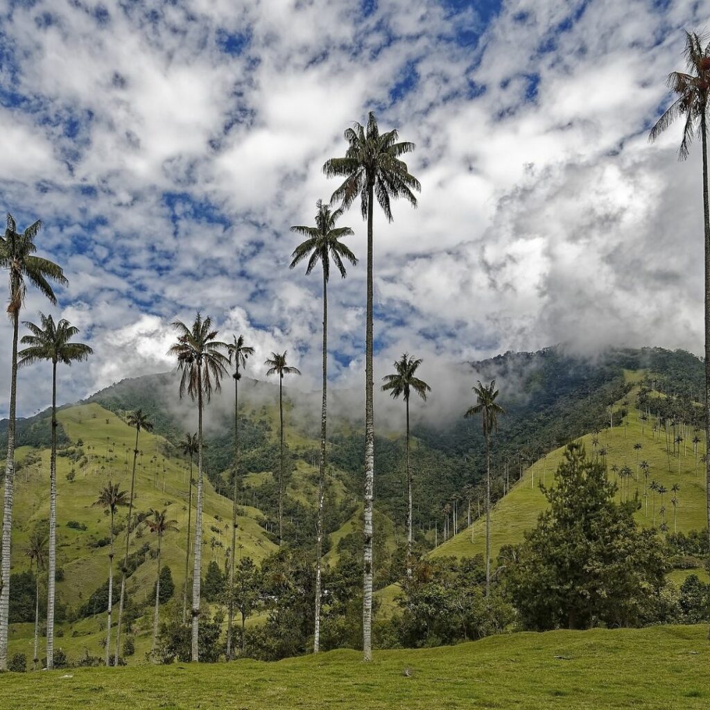 Tall palm like trees om hilly landscape