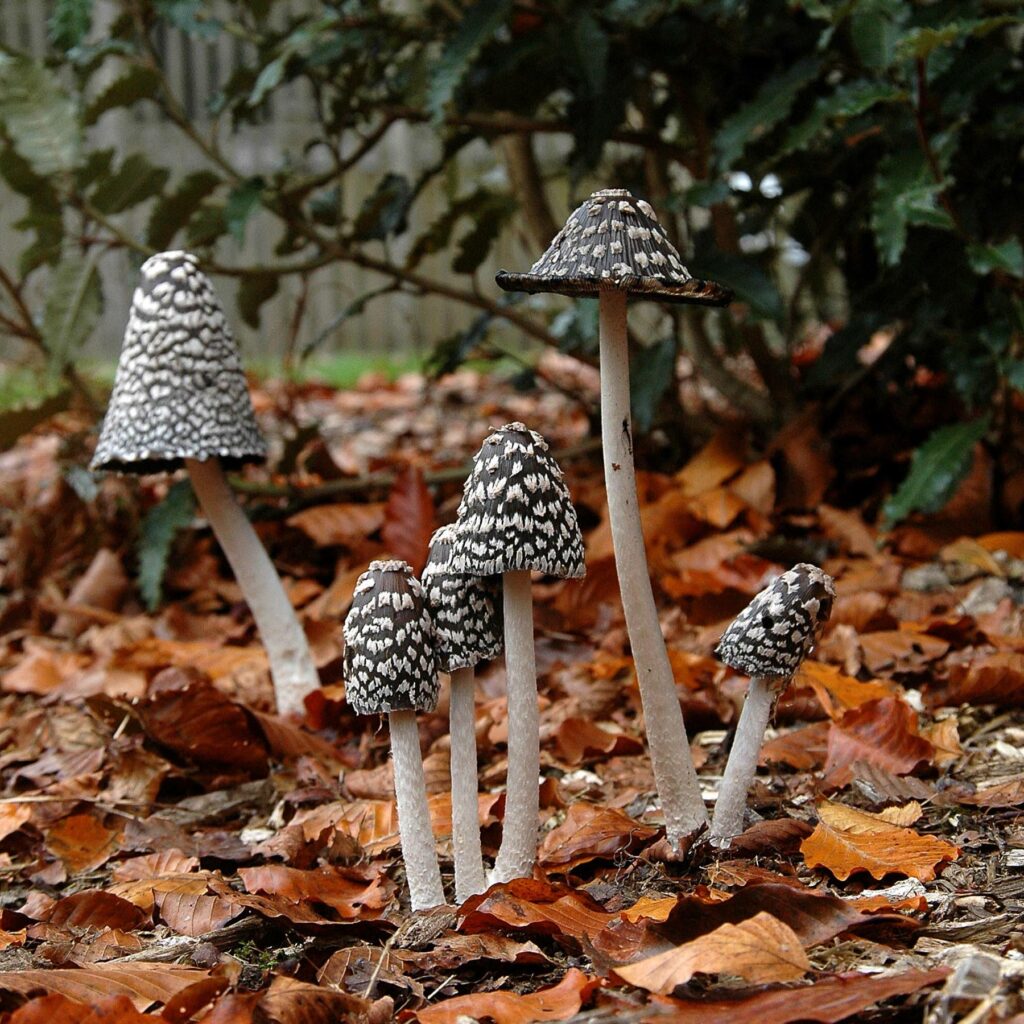 Spotted mushrooms growing through leaf litter