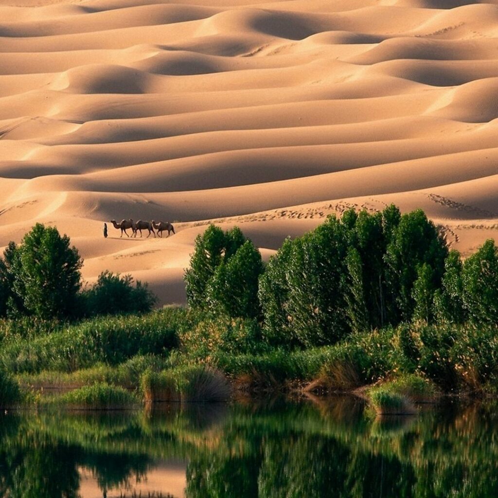 Desert with oasis