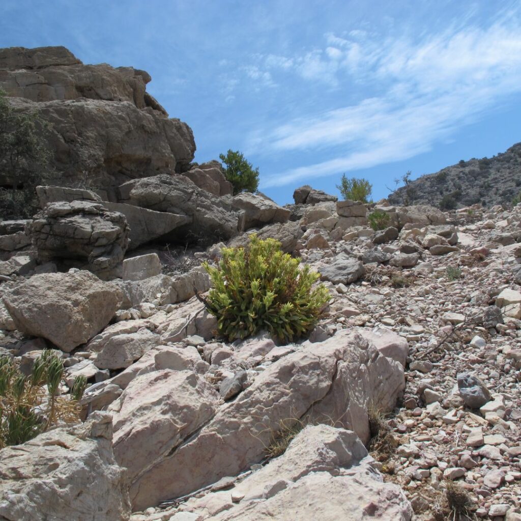 Rocky landscape with sparse vegetation