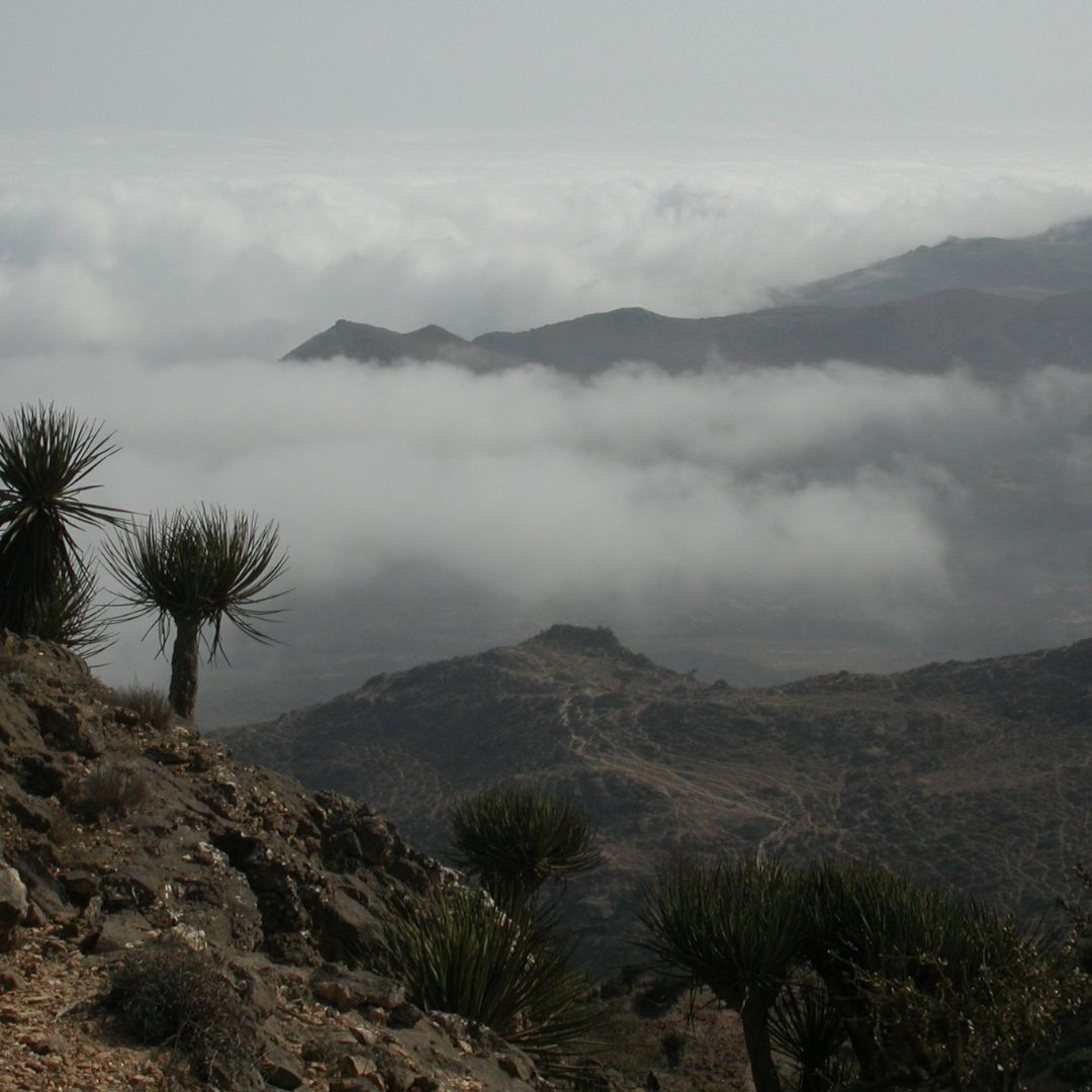 Important Plant Areas of Oman Plantlife
