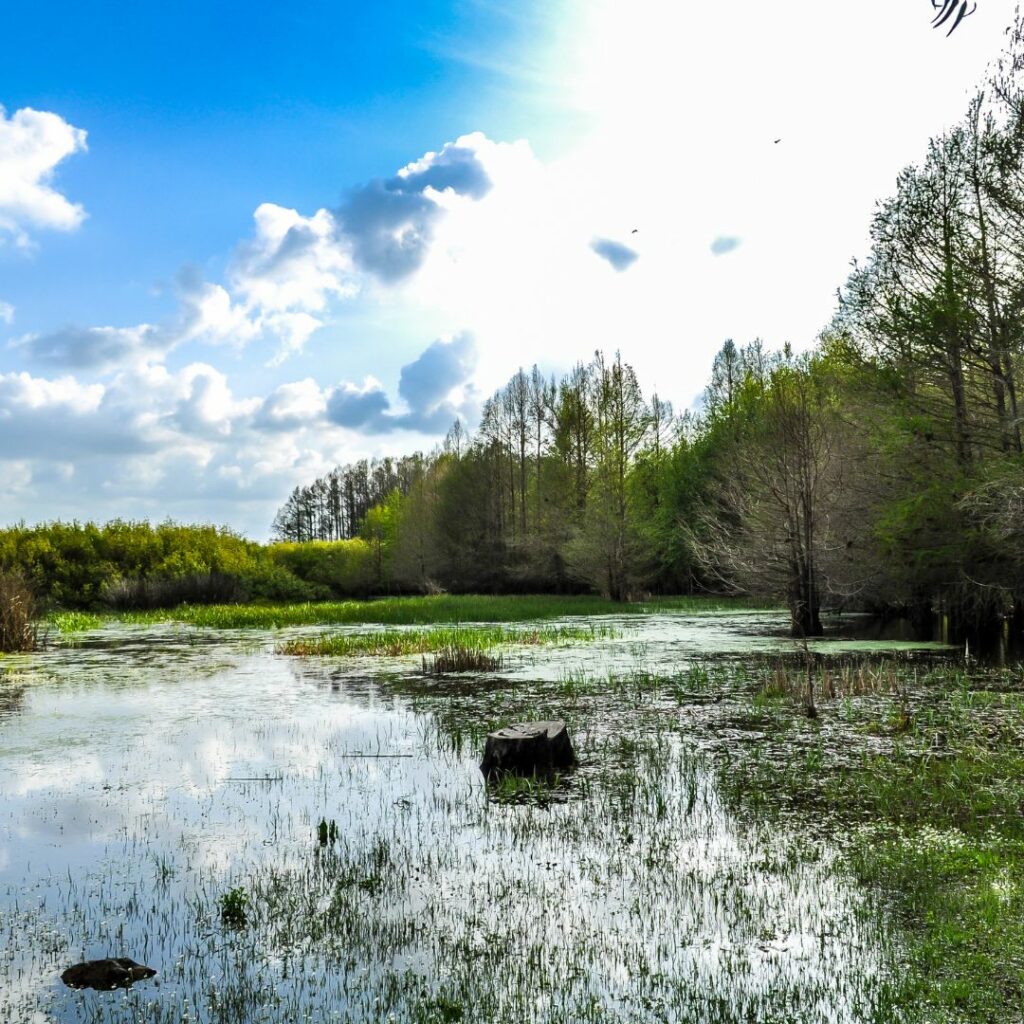 Wetlands