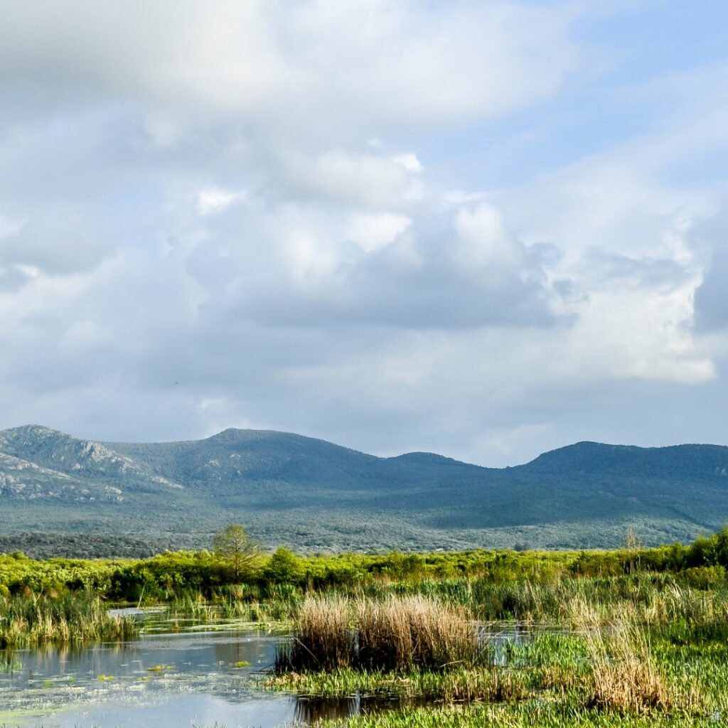 Wetland in foreground in mountains in background