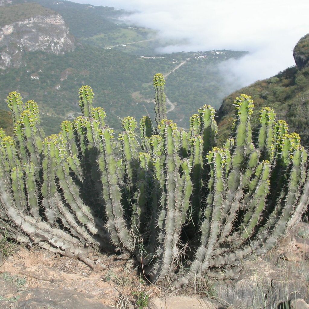 Spikey plant