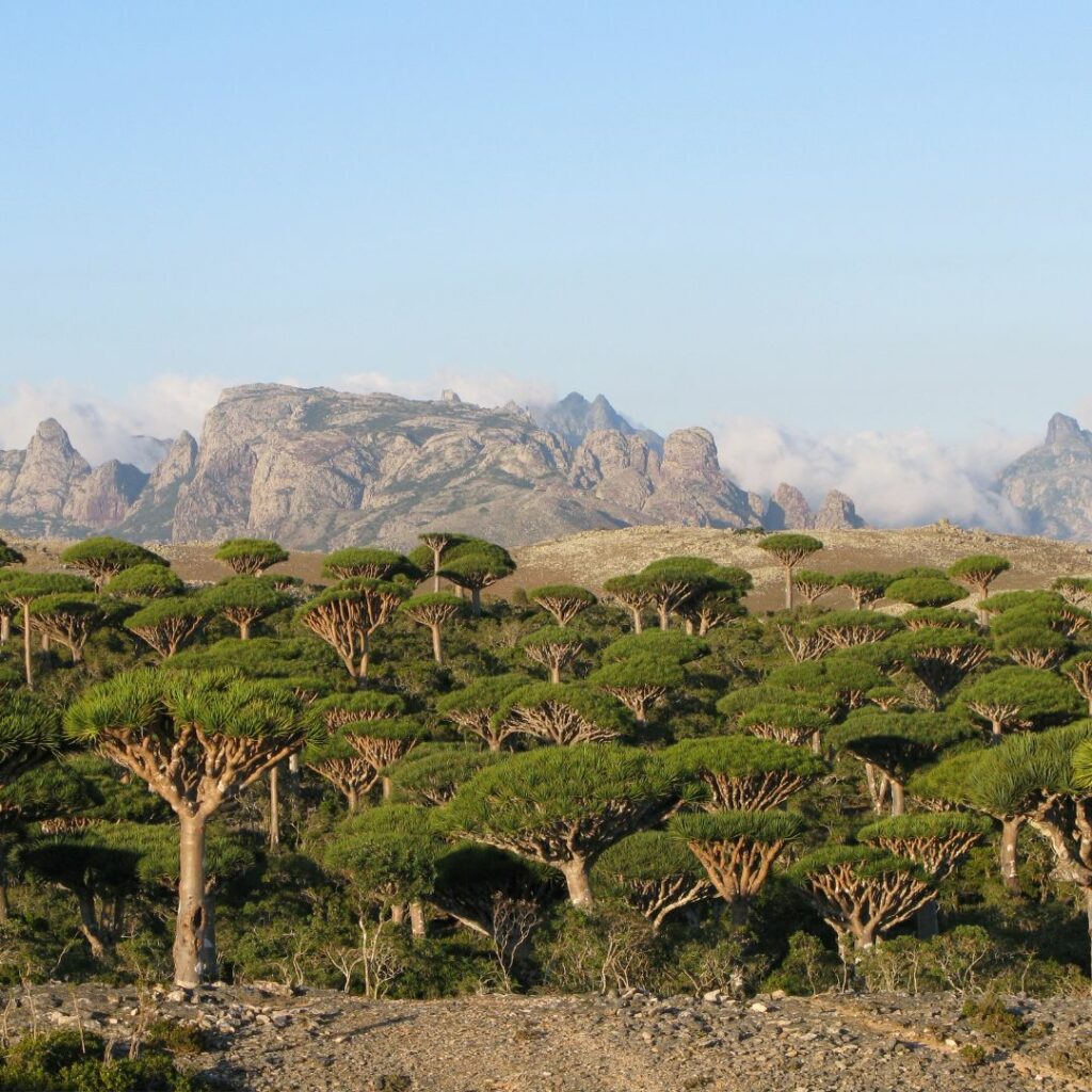 Tree covered landscape