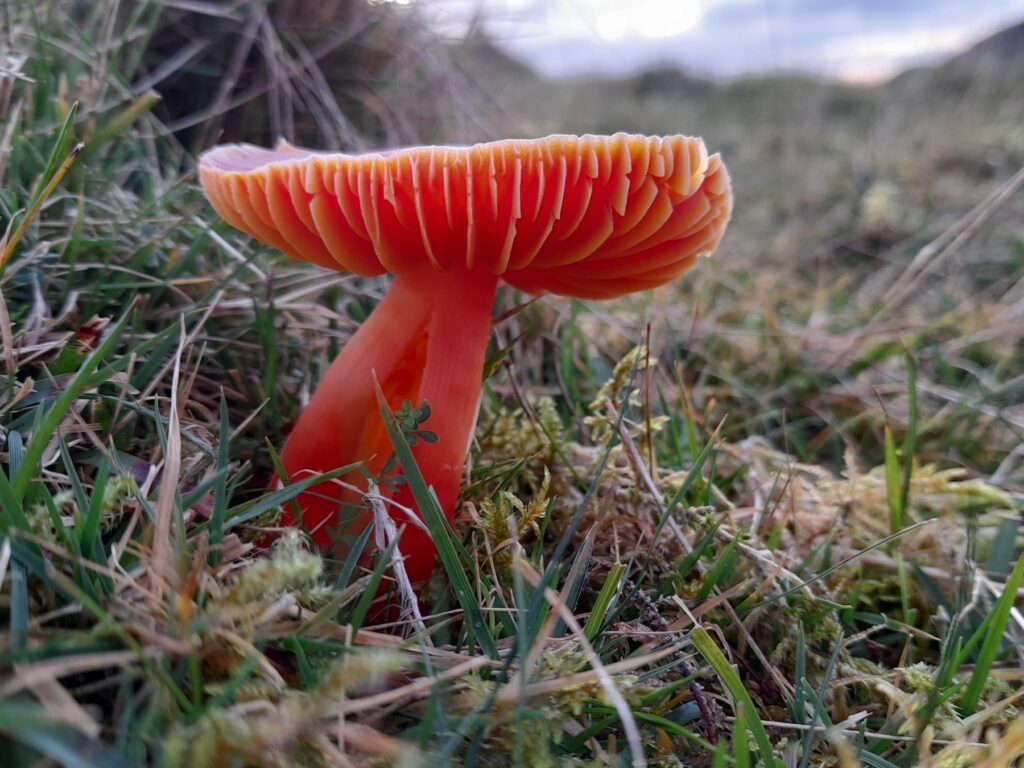 An orange waxcap mushroom growing in short grass