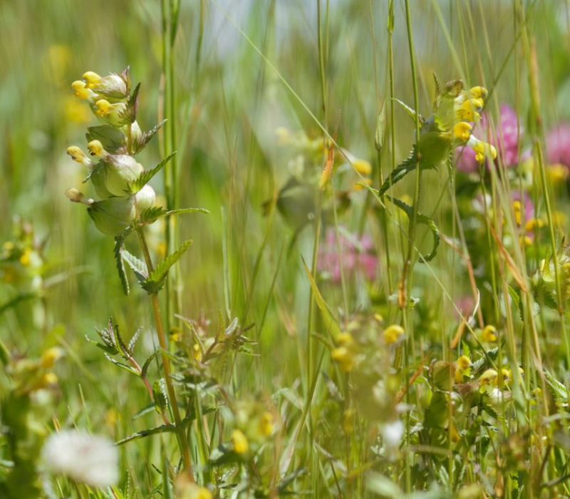 Grass with yellow rattle flowers and pink flowers