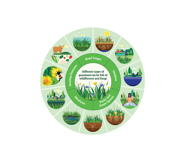 Incredible Grasslands Plantlife