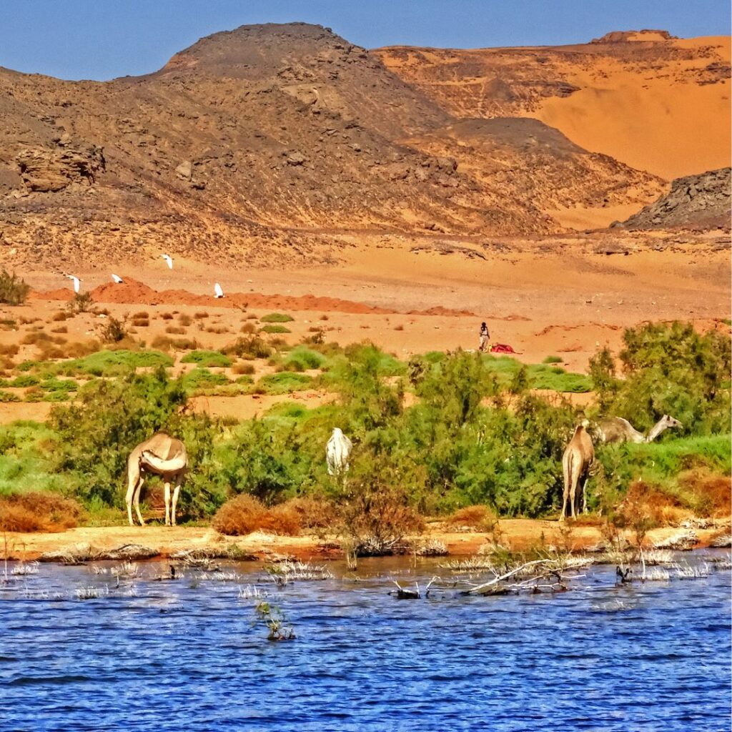 Lake with camel grazing on some vegetation. Desert in the background.