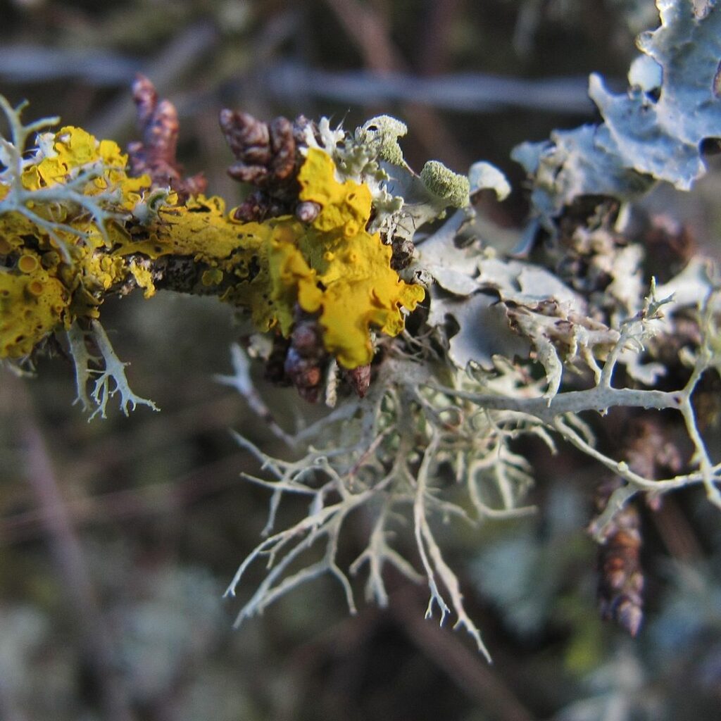 Yellow plant growing on twigs