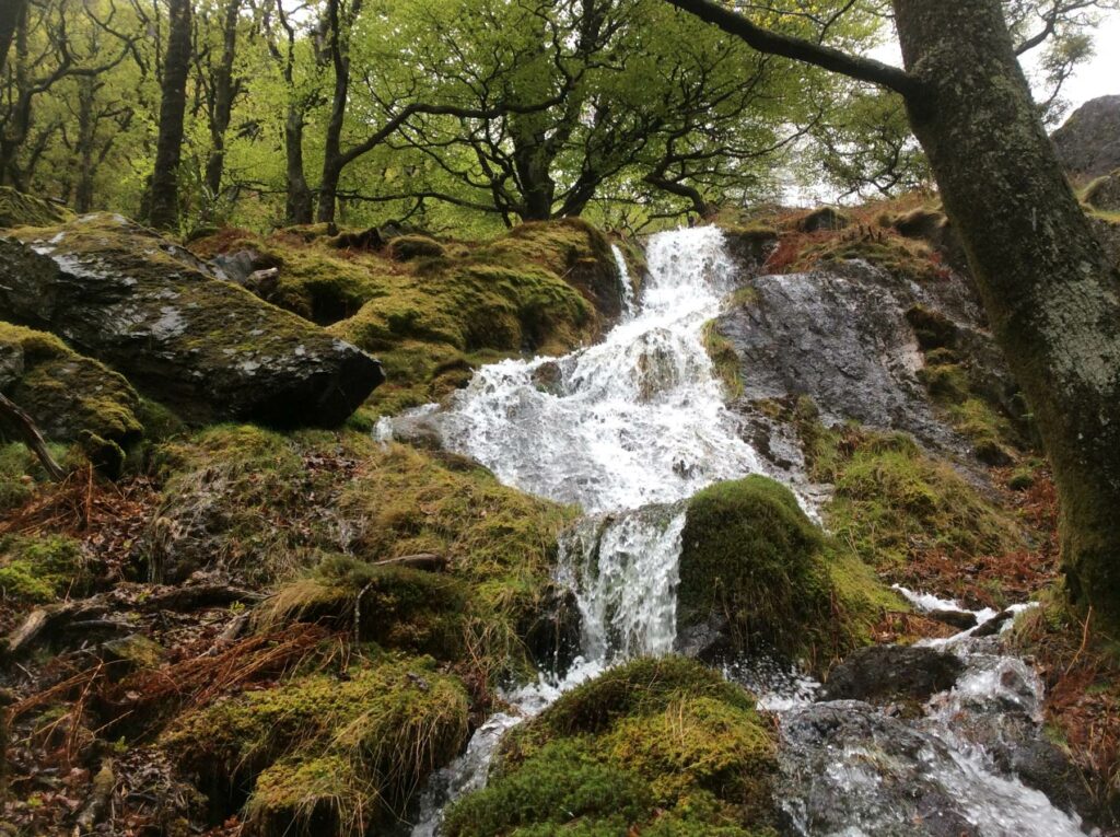 A waterfall flowing through a woodland