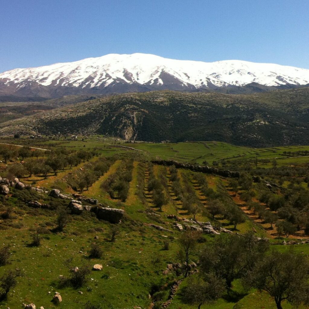Snow topped mountain with tree covered grassland in foreground