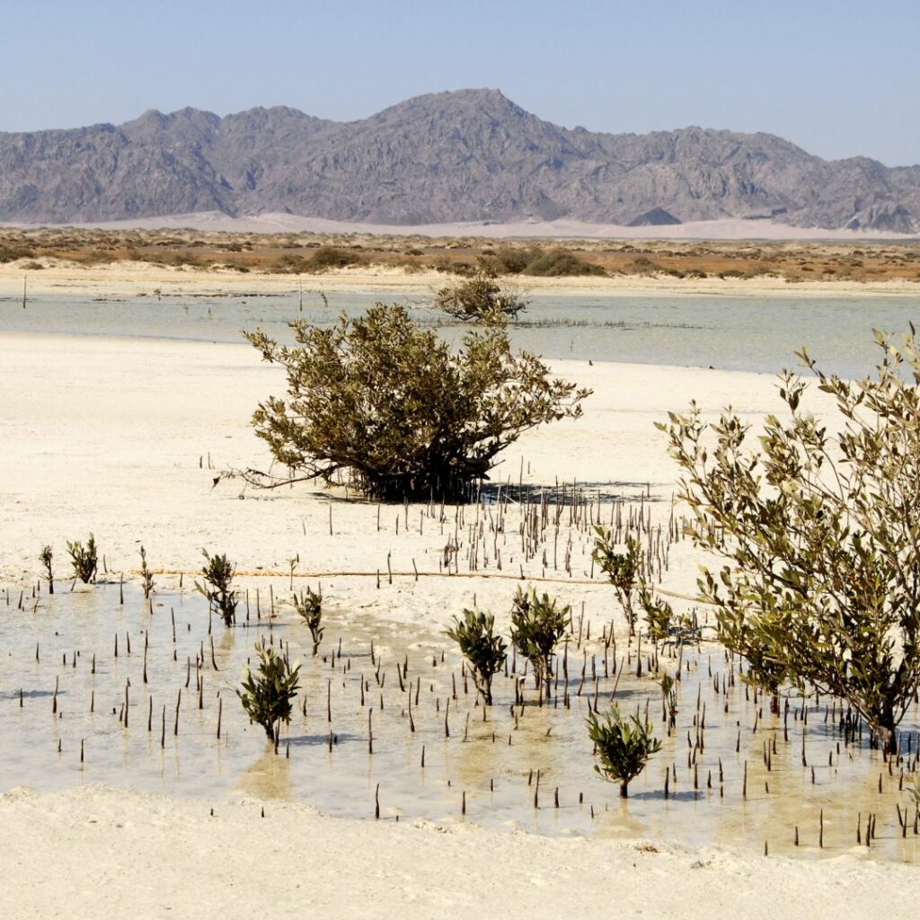 Shallow water on sandy soil with small clumps of vegetation