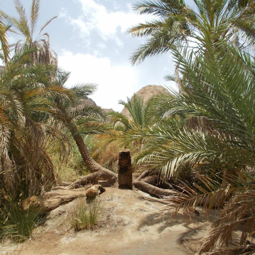 Desert oasis