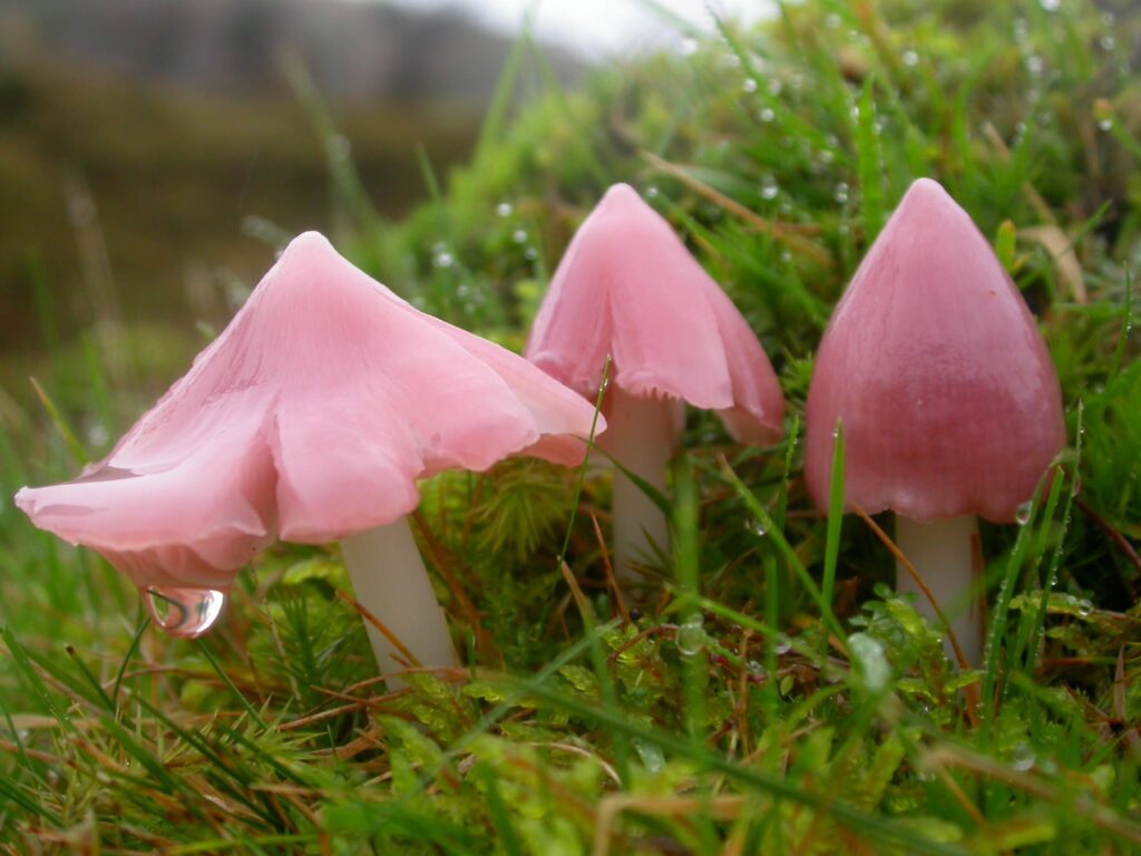 Pink waxcap fungi growing in short green lawn