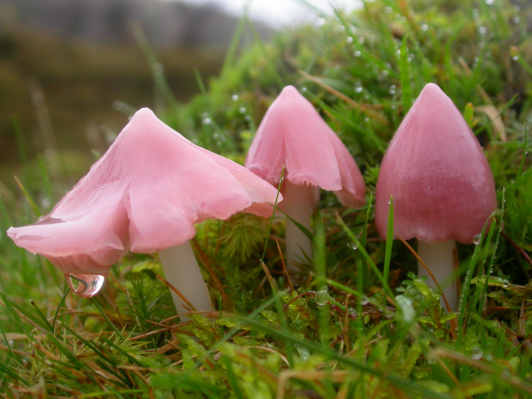 Pink Ballerina Waxcap Plantlife