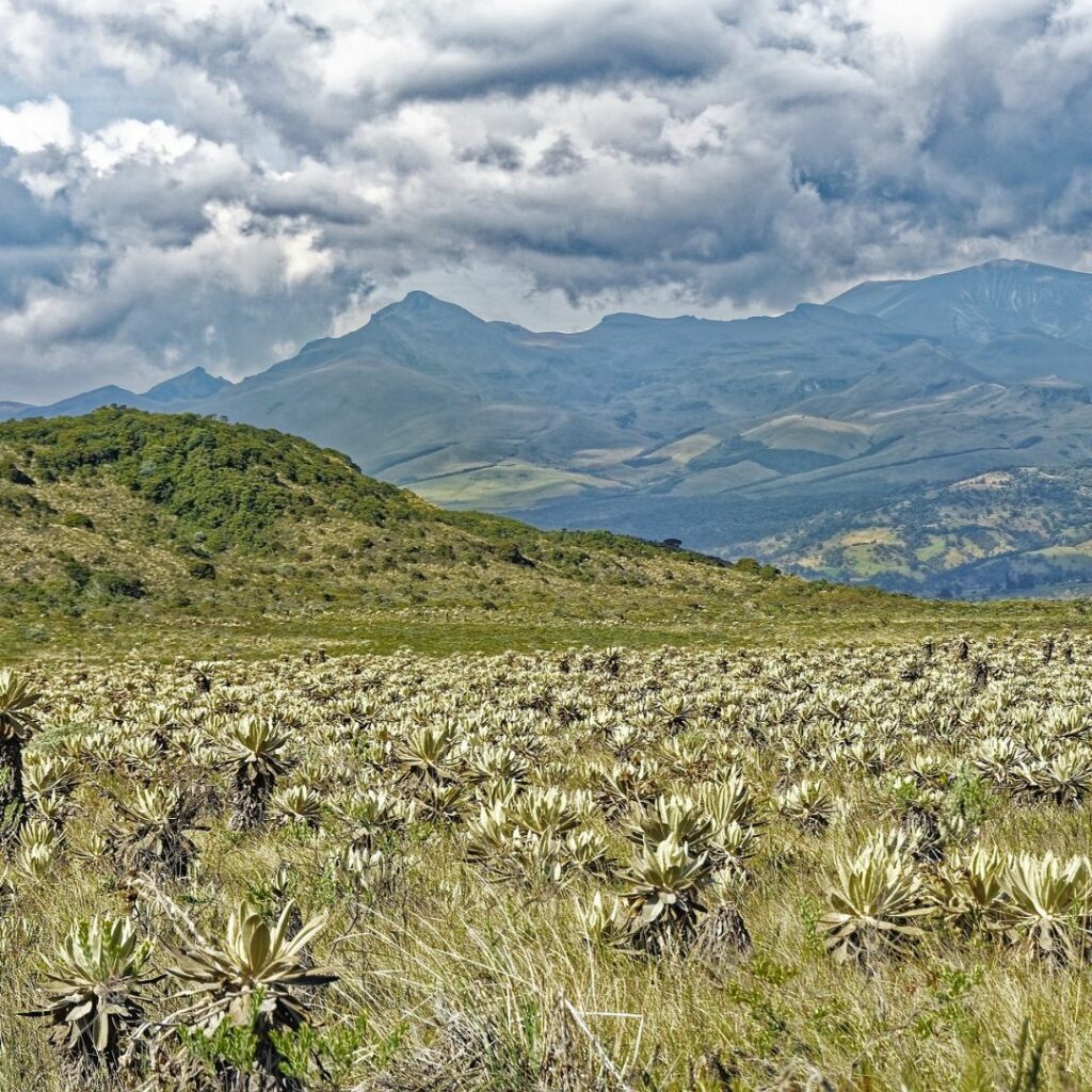 Grassland landscape with hills in background