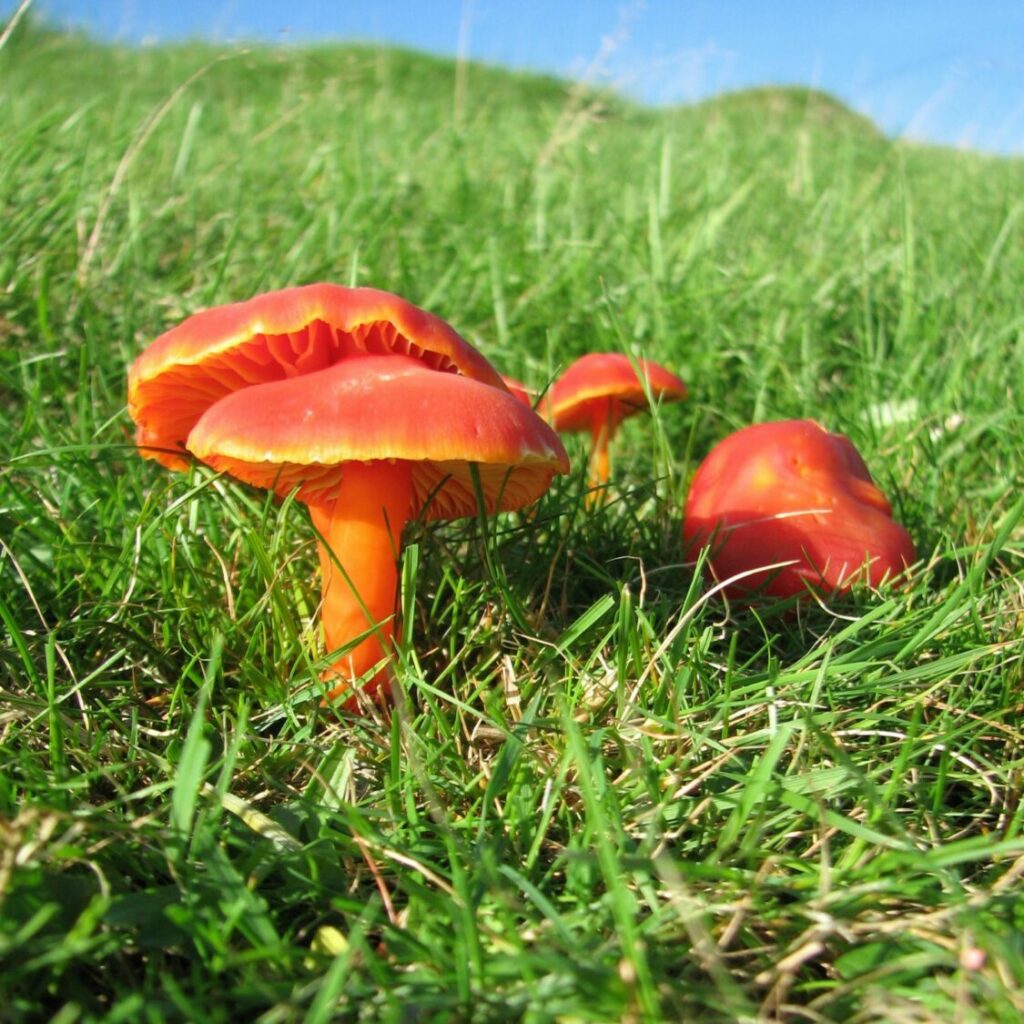 A bright orange waxcap mushroom on green grass with a blue sky