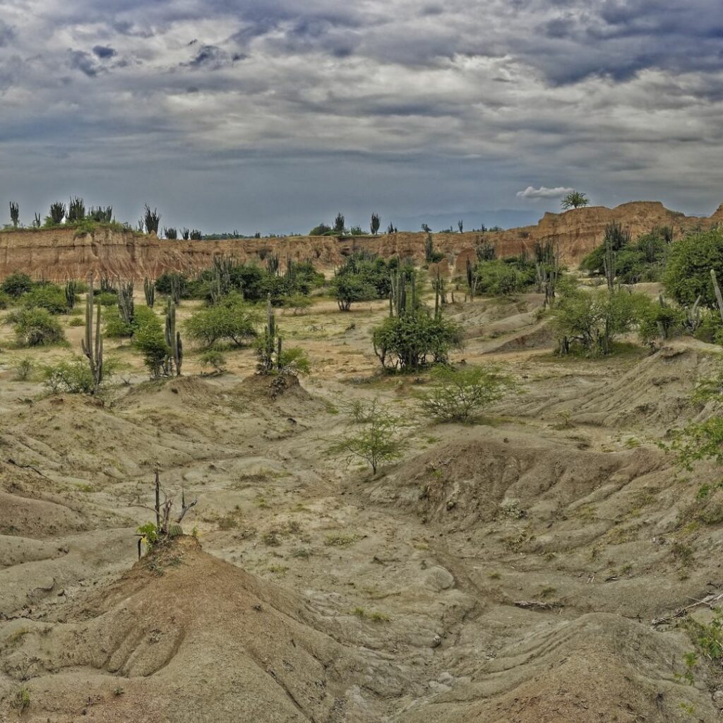 Desert landscape