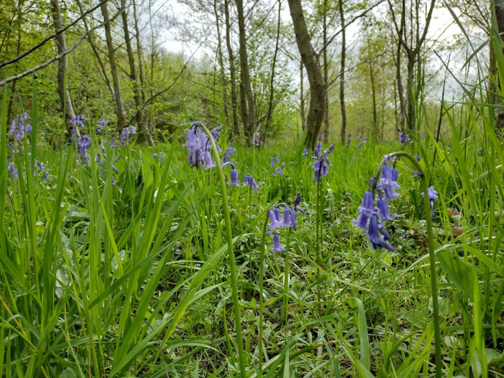 Bluebell flowers growing in a woodland