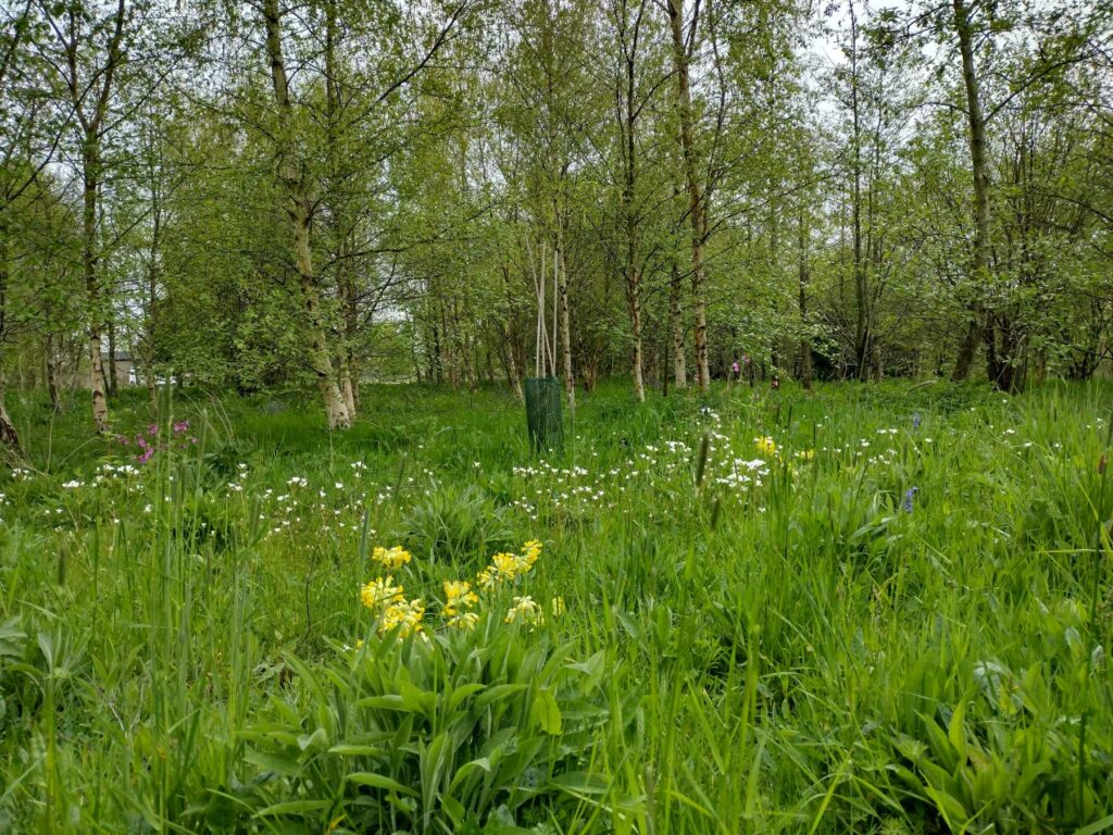 Spring wildflowers growing in a woodland