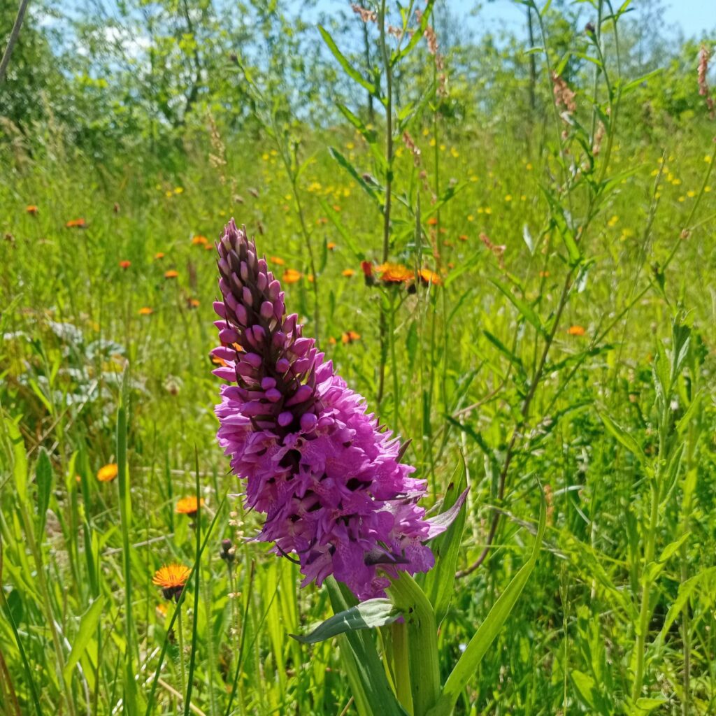 A pink orchid growing from green grass in a meadow