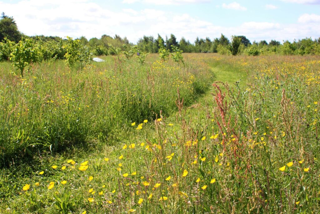 A wildflower meadow in summer filled with flowers