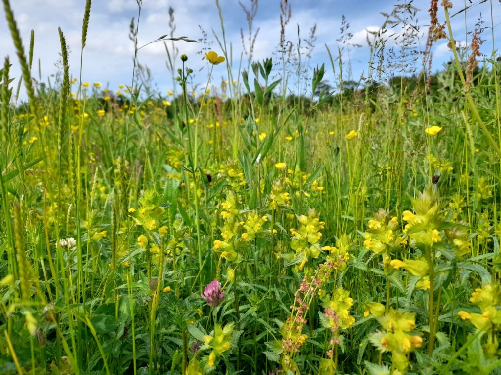 Bright yellow wildflowers growing in a meadow