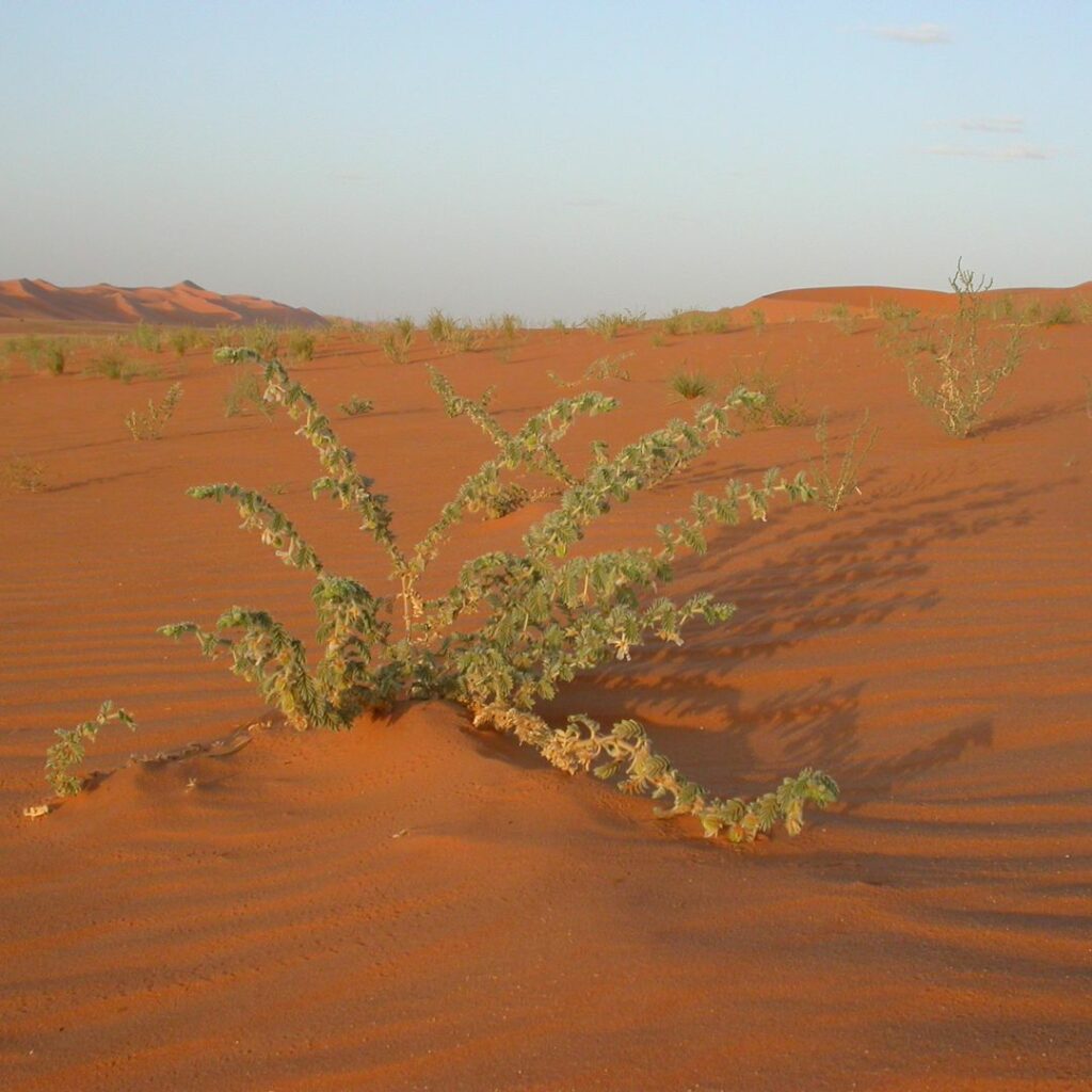 Desert with vegetation